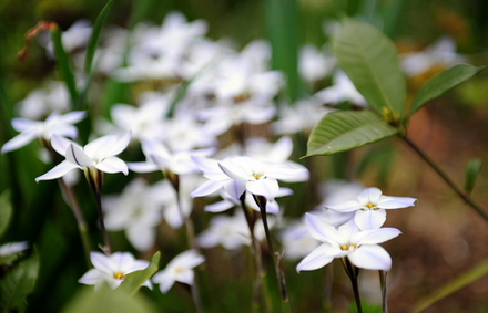 flowers01