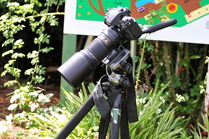 dc12
