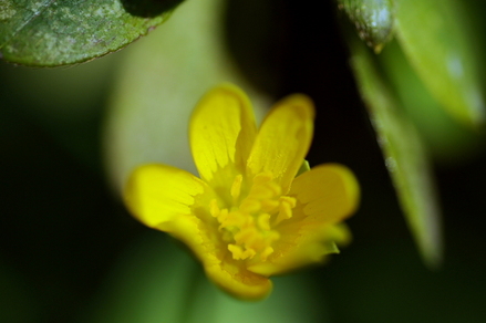 flowers02