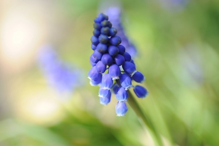 flowers03