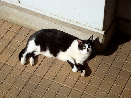 cat0