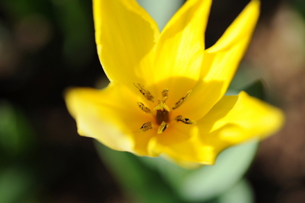 flowers06