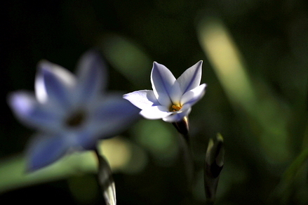 flowers04