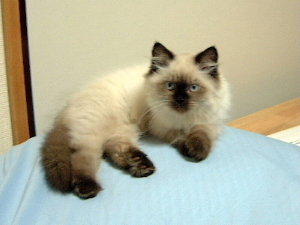 aineko9