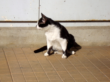 cat1