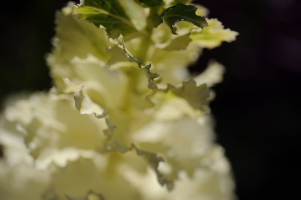 flowers09