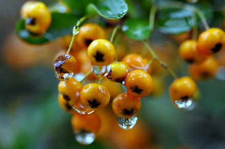 Macro5