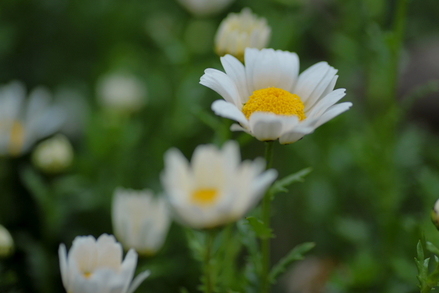 flower02