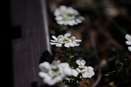 flowers07