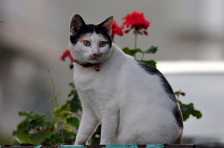 CATS3