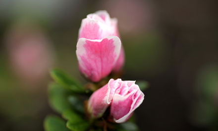 flower04