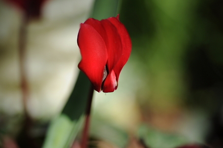 flowers01