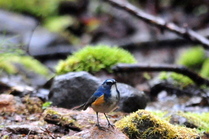 ruribitaki01