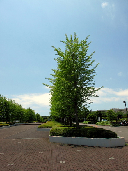 jindai03