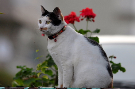 CATS2