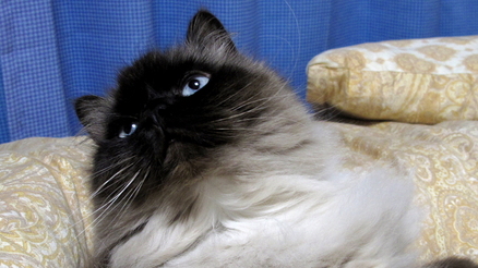 cat05