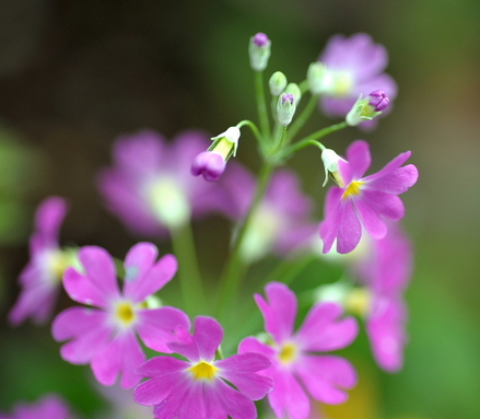 flower03