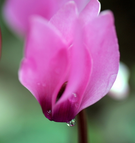 flower01