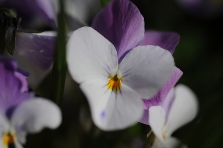 flowers12