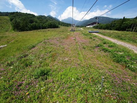 kiyosatoski-6