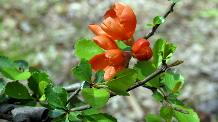 a38
