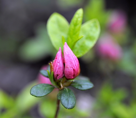 flower05
