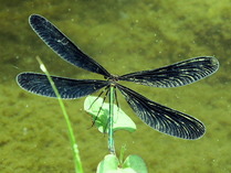 hagurotonbo4