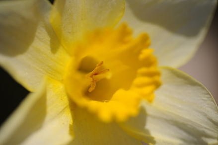 flowers13