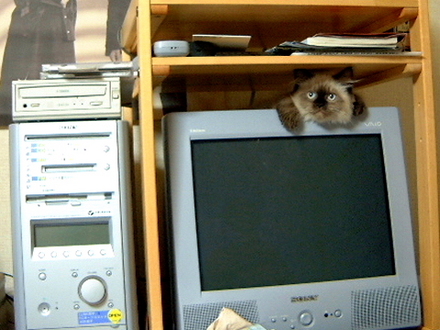 cat6