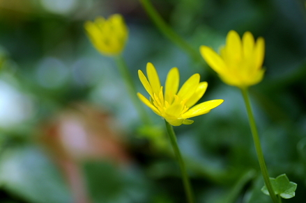 flowers05