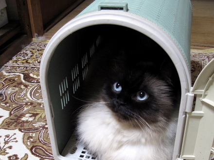 cat07