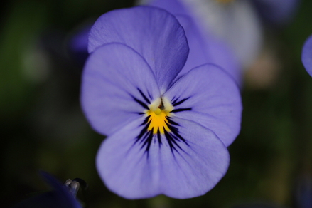 flowers11