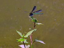 hagurotonbo2