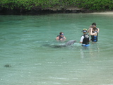 dolphinQ