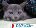 にほんブログ村 猫ブログ ロシアンブルーへ