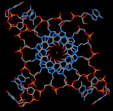 telomere