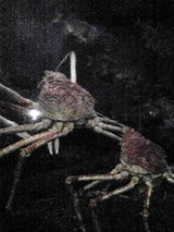 bb177476.jpg