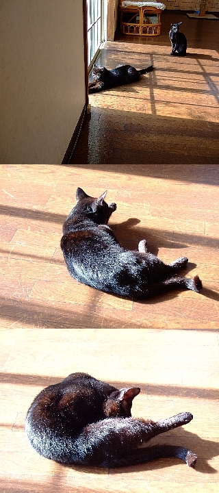 ネコの館09