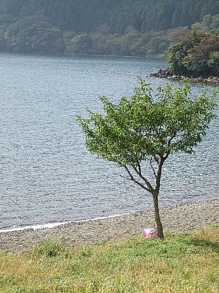 哀マック