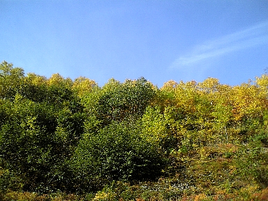 �������ֳ�ƻ����