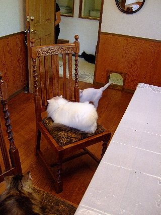 ネコの館08