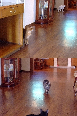 ネコの館10