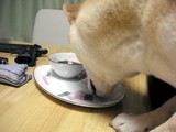 おこぼれないの?