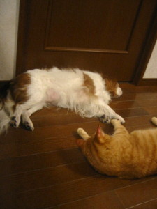 �Ƥ�繫���Ǝ�