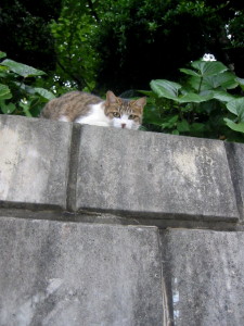 �ˤ㤴��