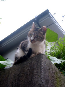 �ˤ㤴��