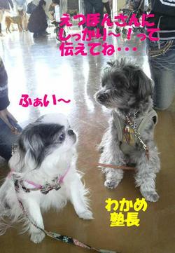 �狼�ᤵ��