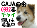 チャイ