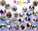 ネットーズさいご