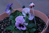 パンジー